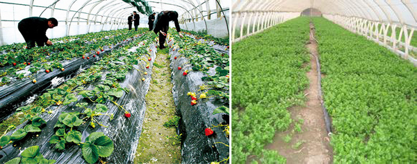 安邦電伴熱帶保溫技術(shù)應(yīng)用于西安大棚蔬菜管道防凍(圖1) 安邦電伴熱帶保溫技術(shù)應(yīng)用于西安大棚蔬菜管道防凍(圖1)